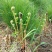 东北黑龙江薇菜