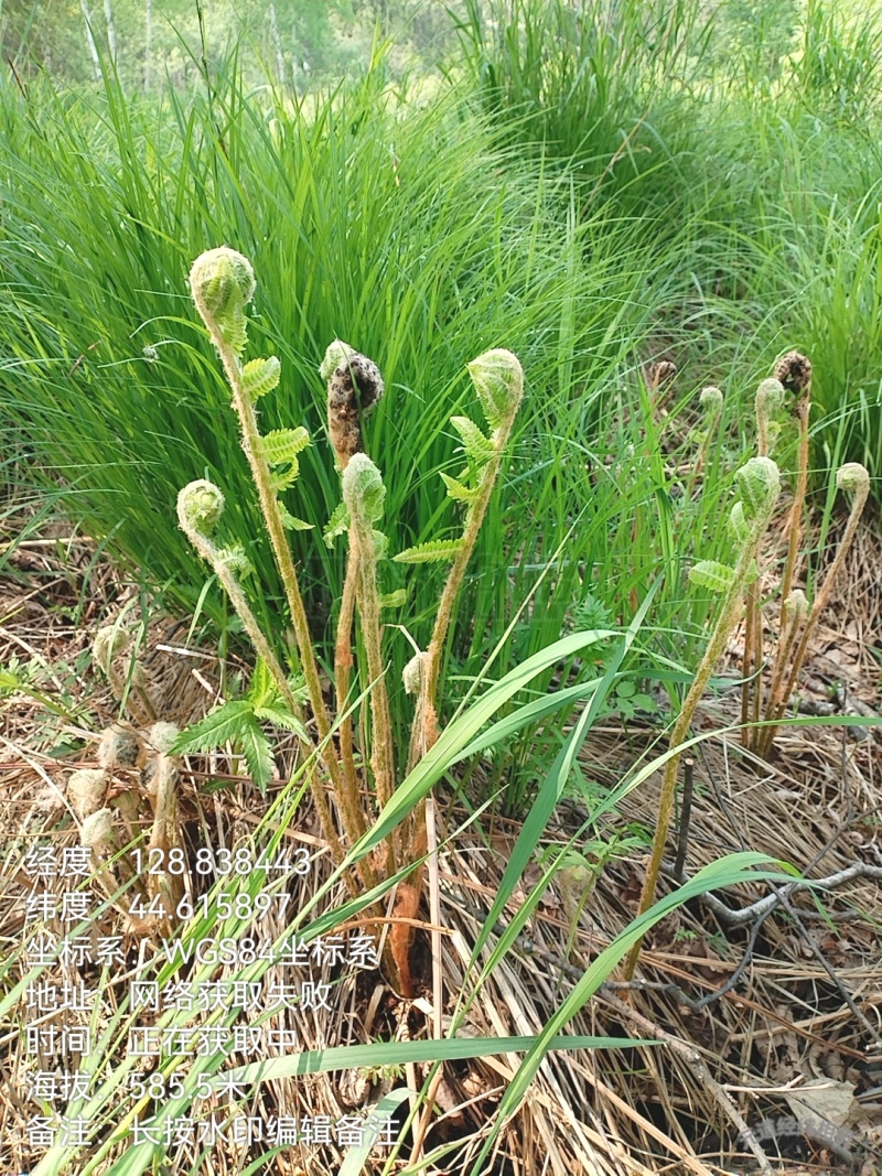 东北黑龙江薇菜