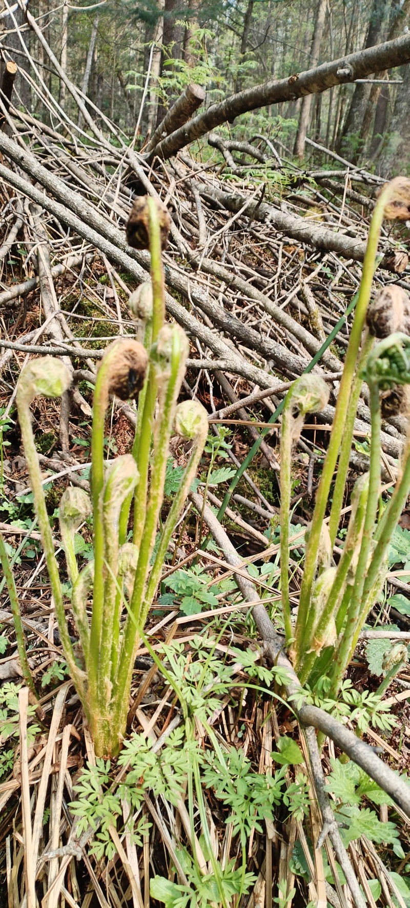 东北黑龙江薇菜