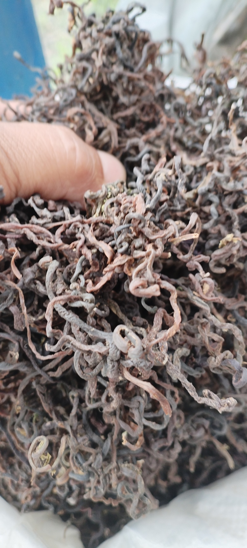 东北黑龙江薇菜