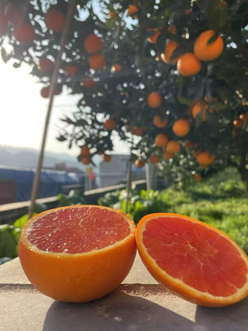 秭归血橙，量大价优，