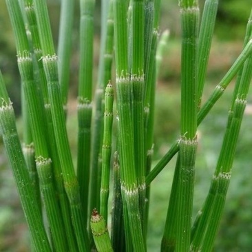 中药节节草