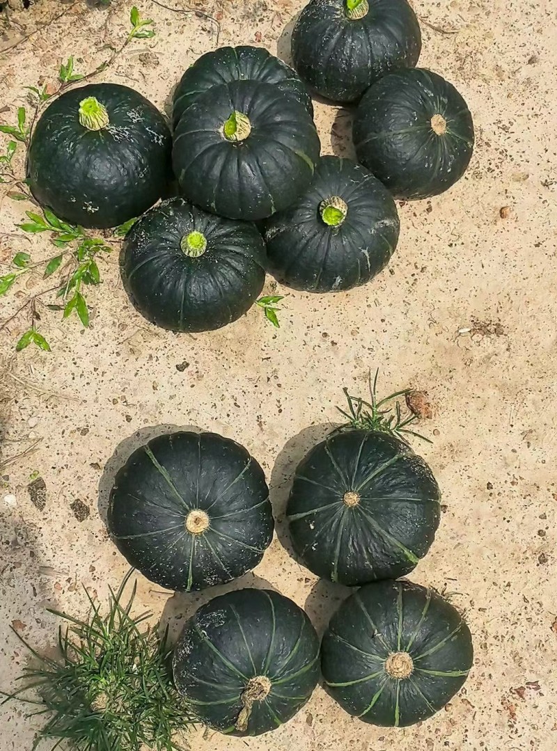 “贝贝南瓜，一口软糯，满嘴香甜