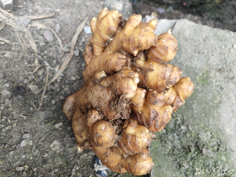 贵州二黄姜