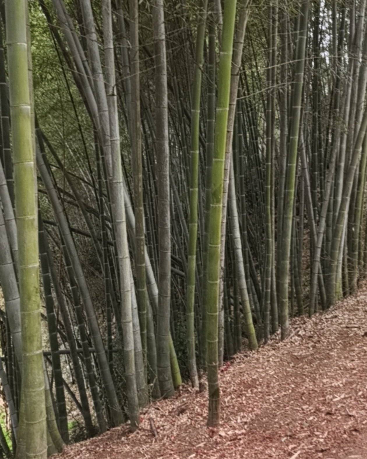 楠竹