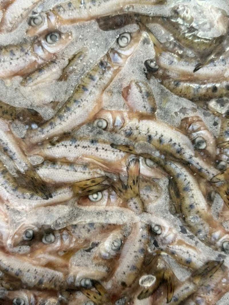 花骨鱼麻鱼需要可联系可长期供货