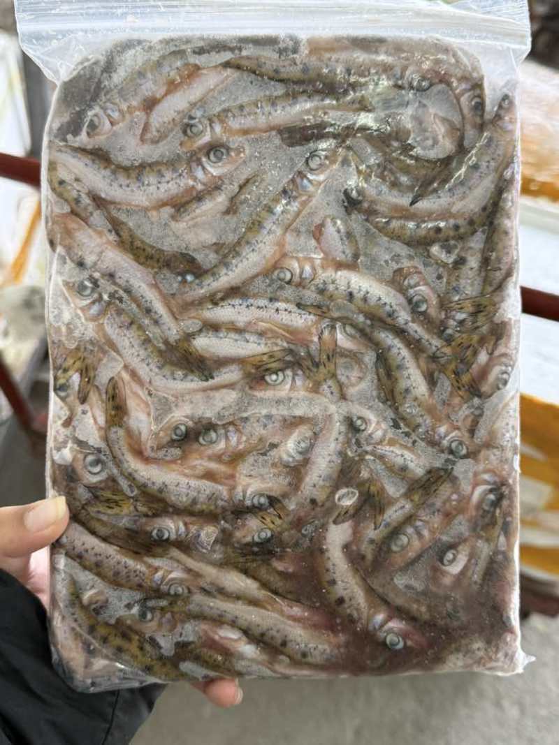 花骨鱼麻鱼需要可联系可长期供货