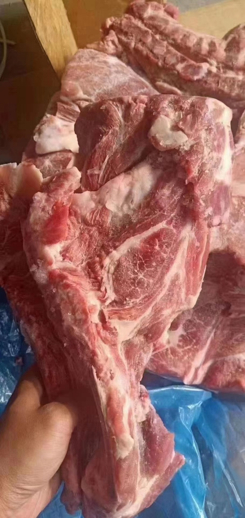 多肉猪胫骨工厂直发量大从优