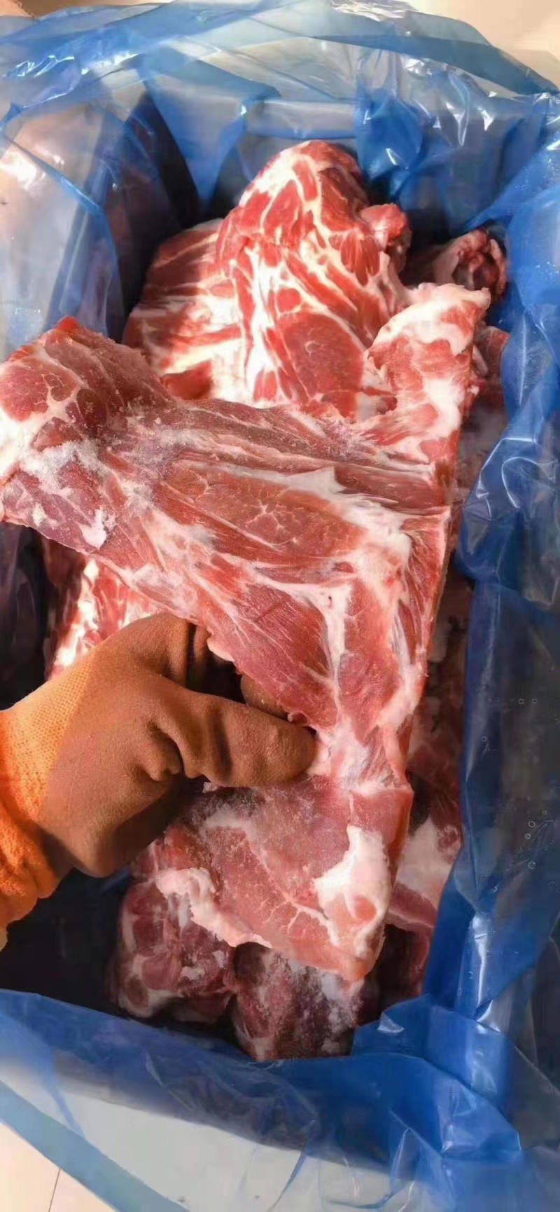 多肉猪胫骨工厂直发量大从优