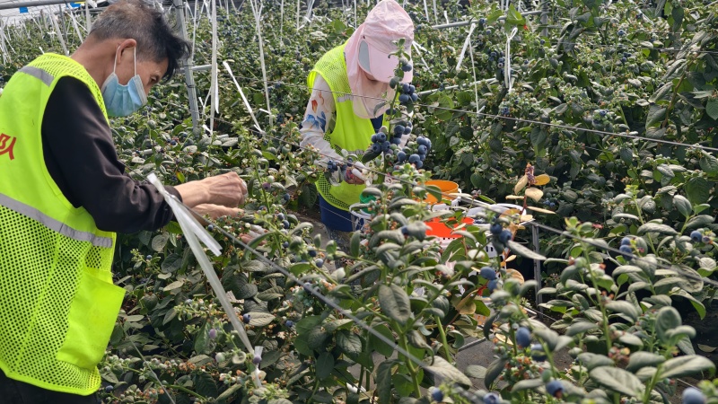 云南L25花香蓝莓，L11,F6,L42精品蓝莓基地直发