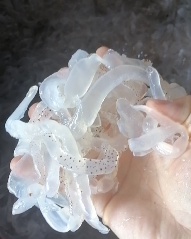 海蜇