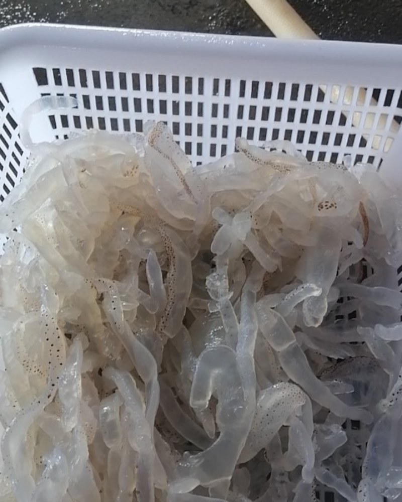 海蜇