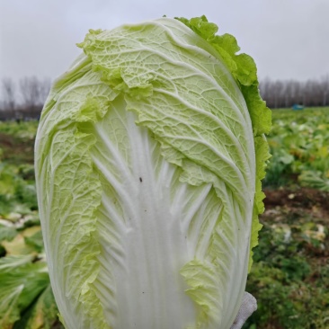 东阳大白菜