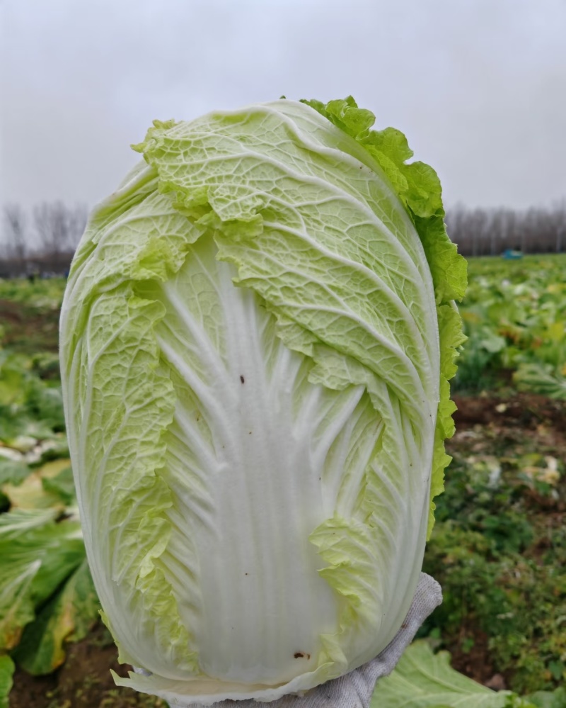 东阳大白菜