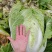 东阳大白菜