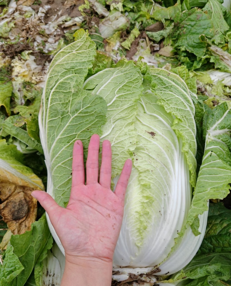 东阳大白菜