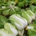 东阳大白菜