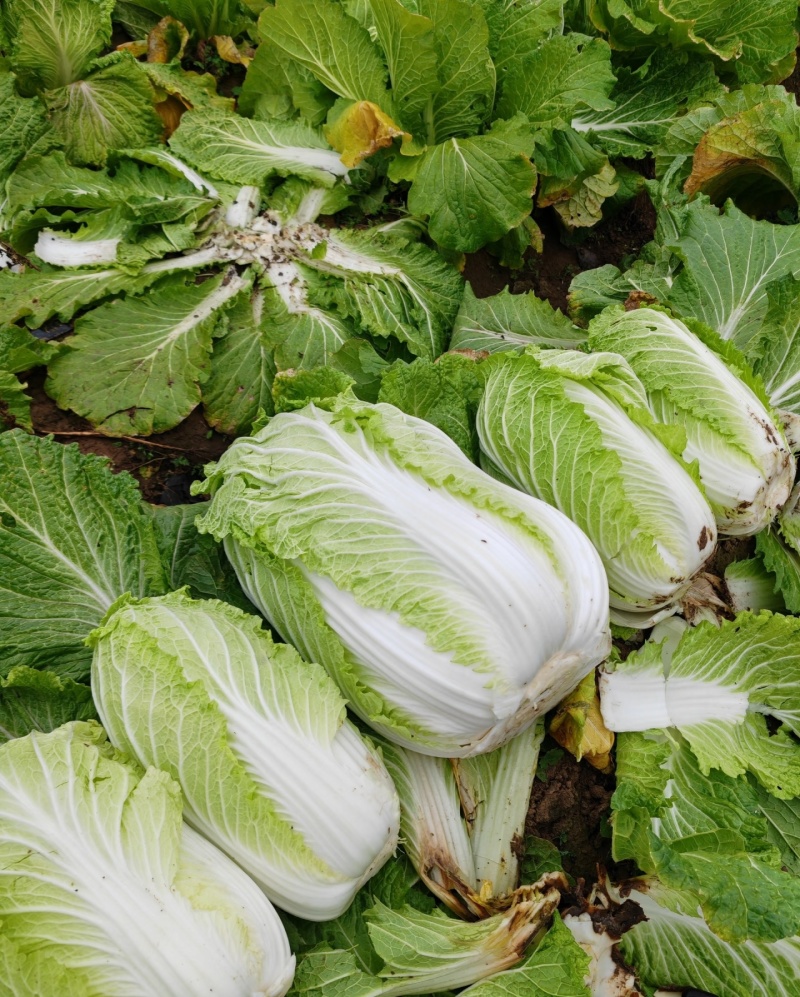 东阳大白菜