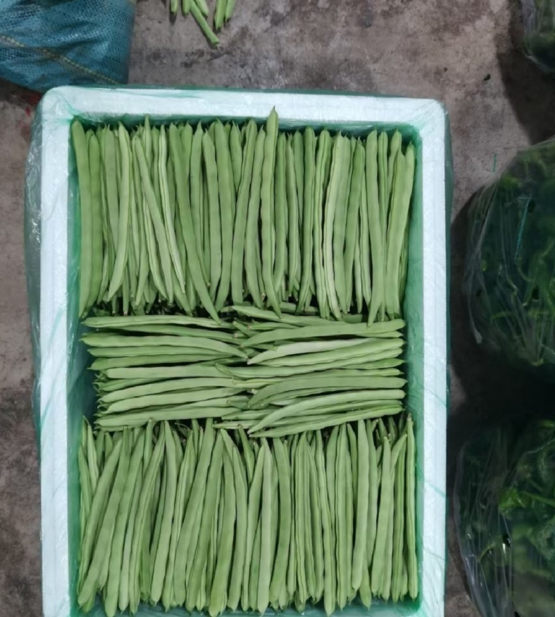 广东精品四季豆，产地现摘直发，大量供应，全国发货