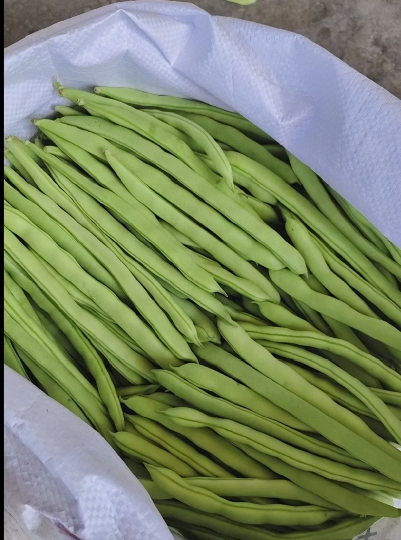 广东精品四季豆，产地现摘直发，大量供应，全国发货
