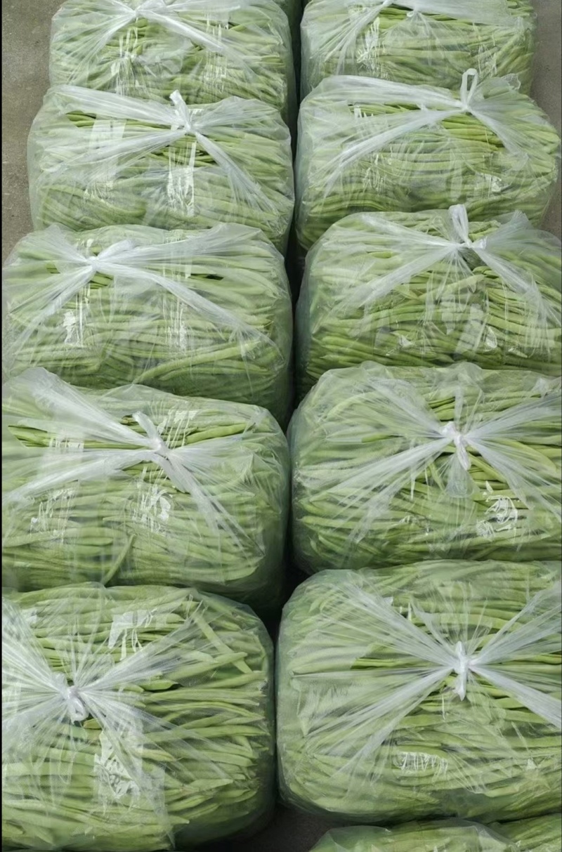 广东精品四季豆，产地现摘直发，大量供应，全国发货