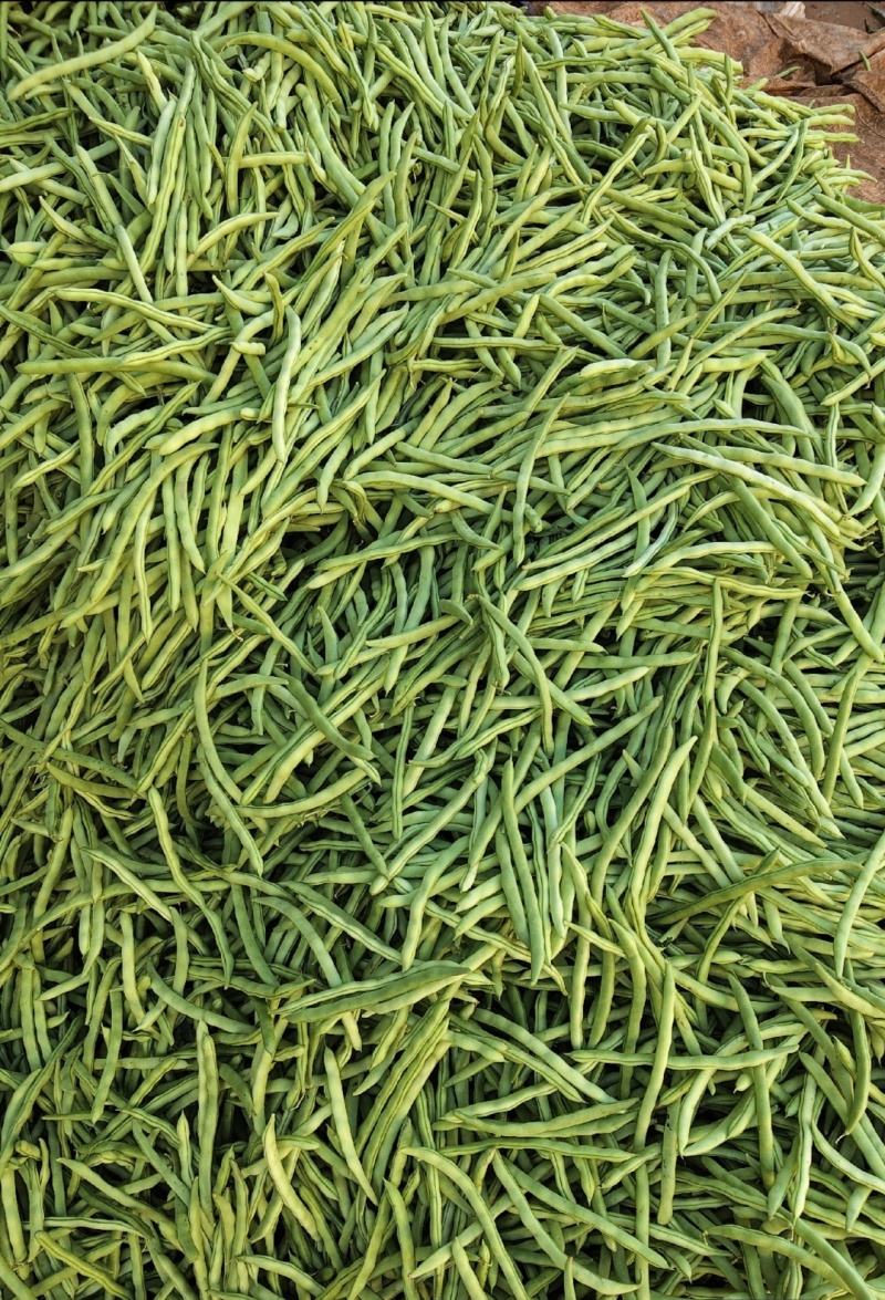 广东精品四季豆，产地现摘直发，大量供应，全国发货