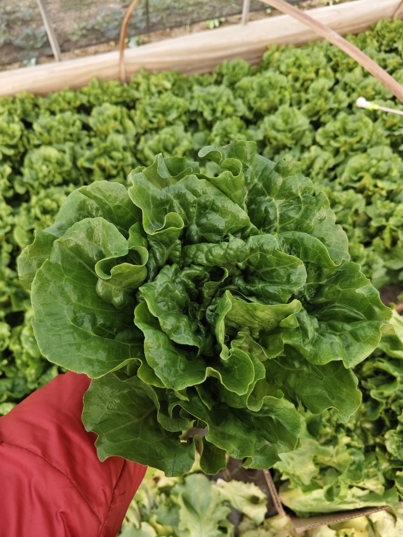 精品生菜纸箱装一箱15斤