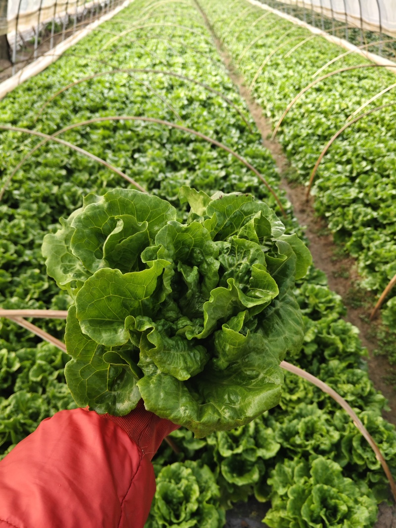 精品生菜纸箱装一箱15斤