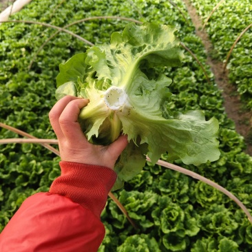 精品生菜纸箱装一箱15斤