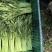 精品茼蒿