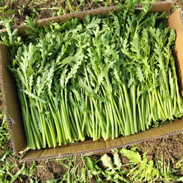 精品茼蒿