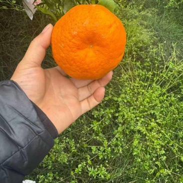 耙耙柑高次大果