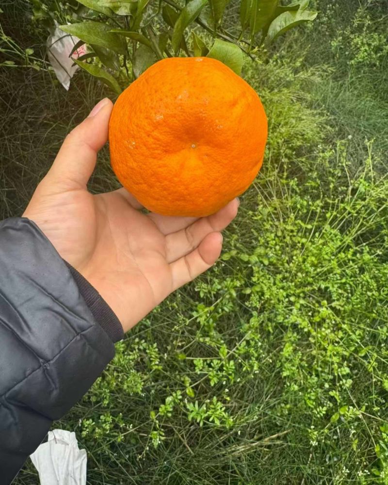 耙耙柑高次大果