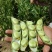 新鲜蚕豆（7-9月）