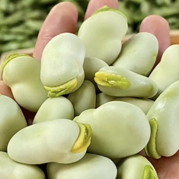 新鲜蚕豆（7-9月）