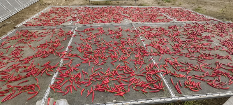 小米辣