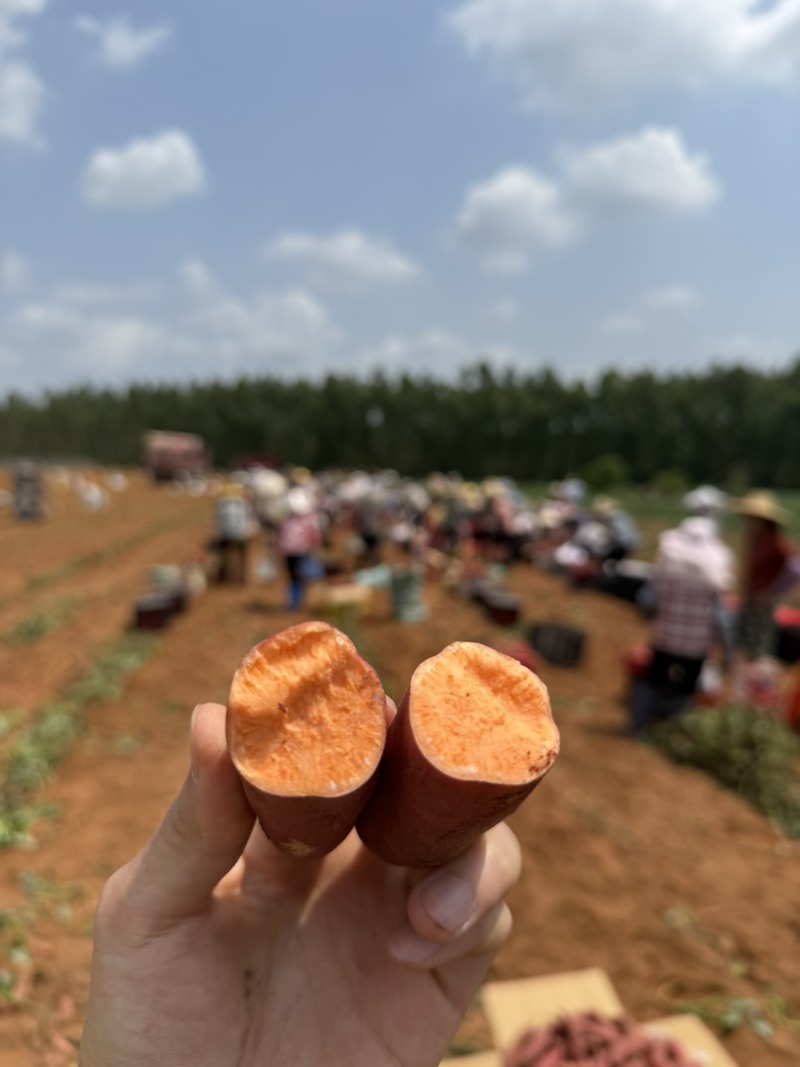 广东湛江红薯大基地，原产地批发，质量保证！