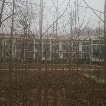 卖银杏树大约三十多棵，在石家庄市