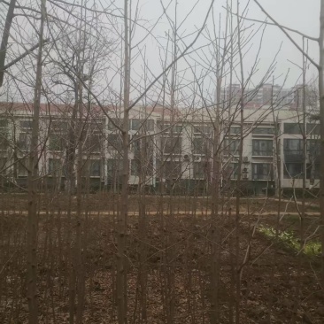 卖银杏树大约三十多棵，在石家庄市