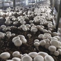双孢菇，又称口蘑