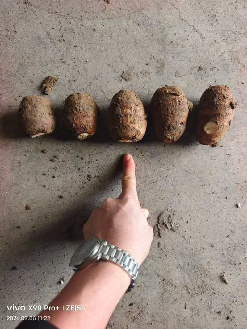 精品芋头