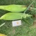 太阳花水果玉米白糯花糯大量供应，质量保证，对接各大市场