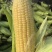 太阳花水果玉米白糯花糯大量供应，质量保证，对接各大市场