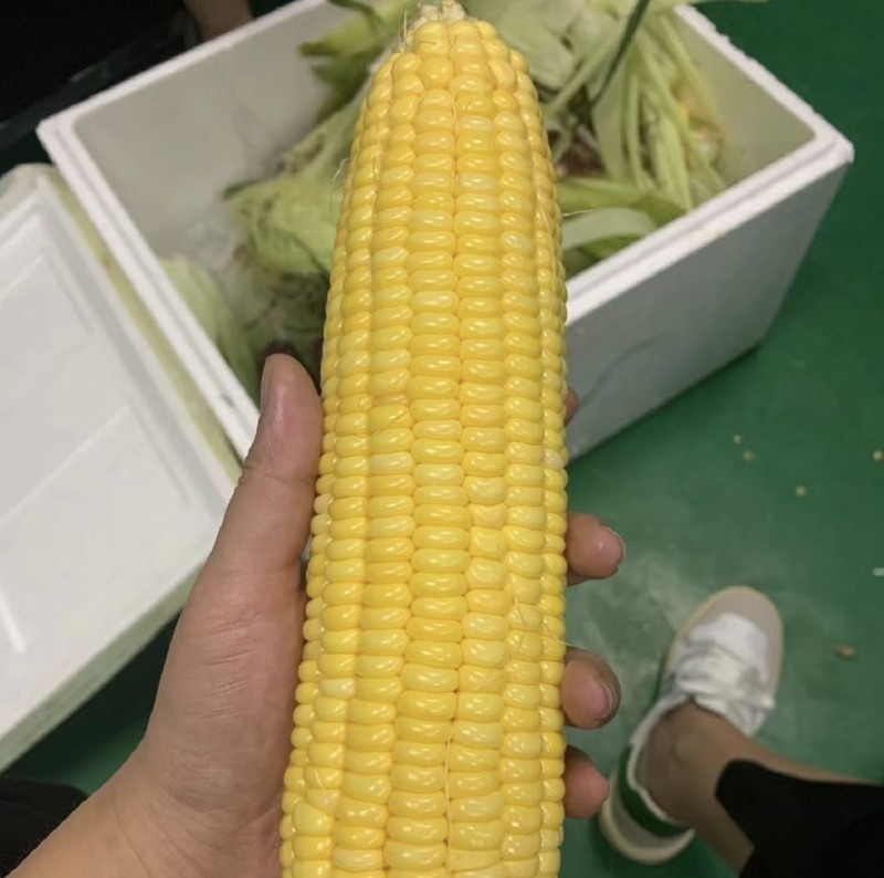 太阳花水果玉米白糯花糯大量供应，质量保证，对接各大市场