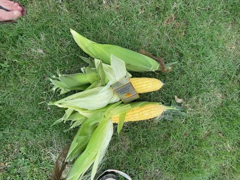 太阳花水果玉米白糯花糯大量供应，质量保证，对接各大市场