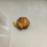 鸡黄