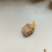 鸡黄
