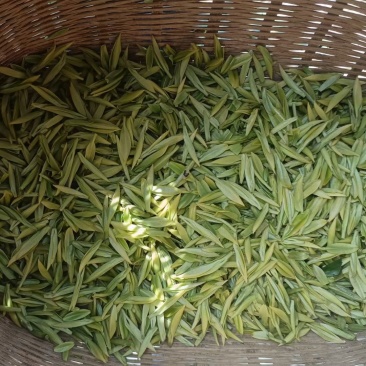 白茶