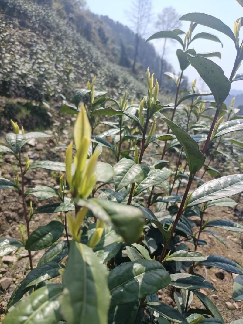 白茶