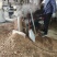 纯物理压榨花生油